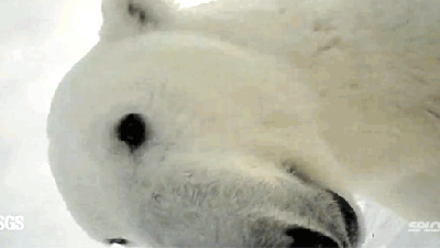 First Ever Point-of-view Video Recorded By A Wild Polar Bear Is So Cute