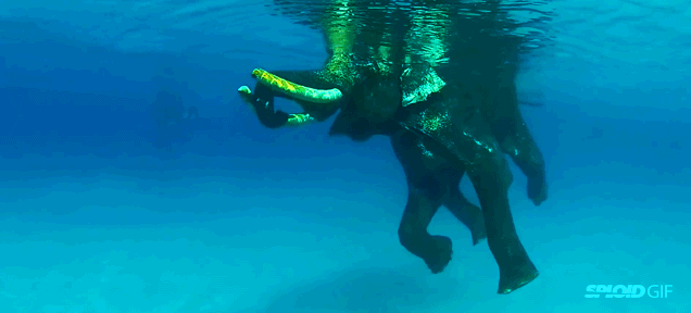 Watching The World’s Last Ocean-Swimming Elephant Is A Real Delight