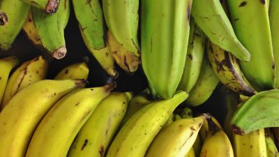 Genetically-Modified Australian Bananas Are Ready For Human Testing