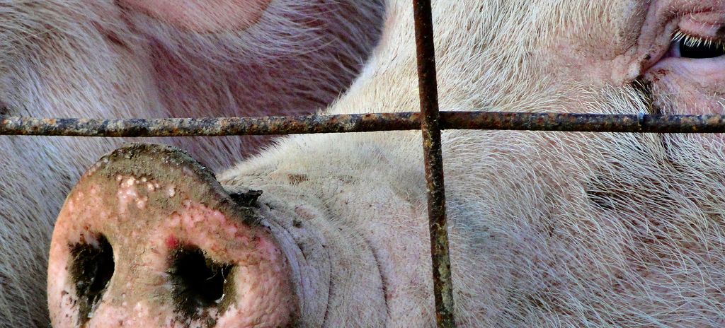 The Science Of Building The Perfect Pig