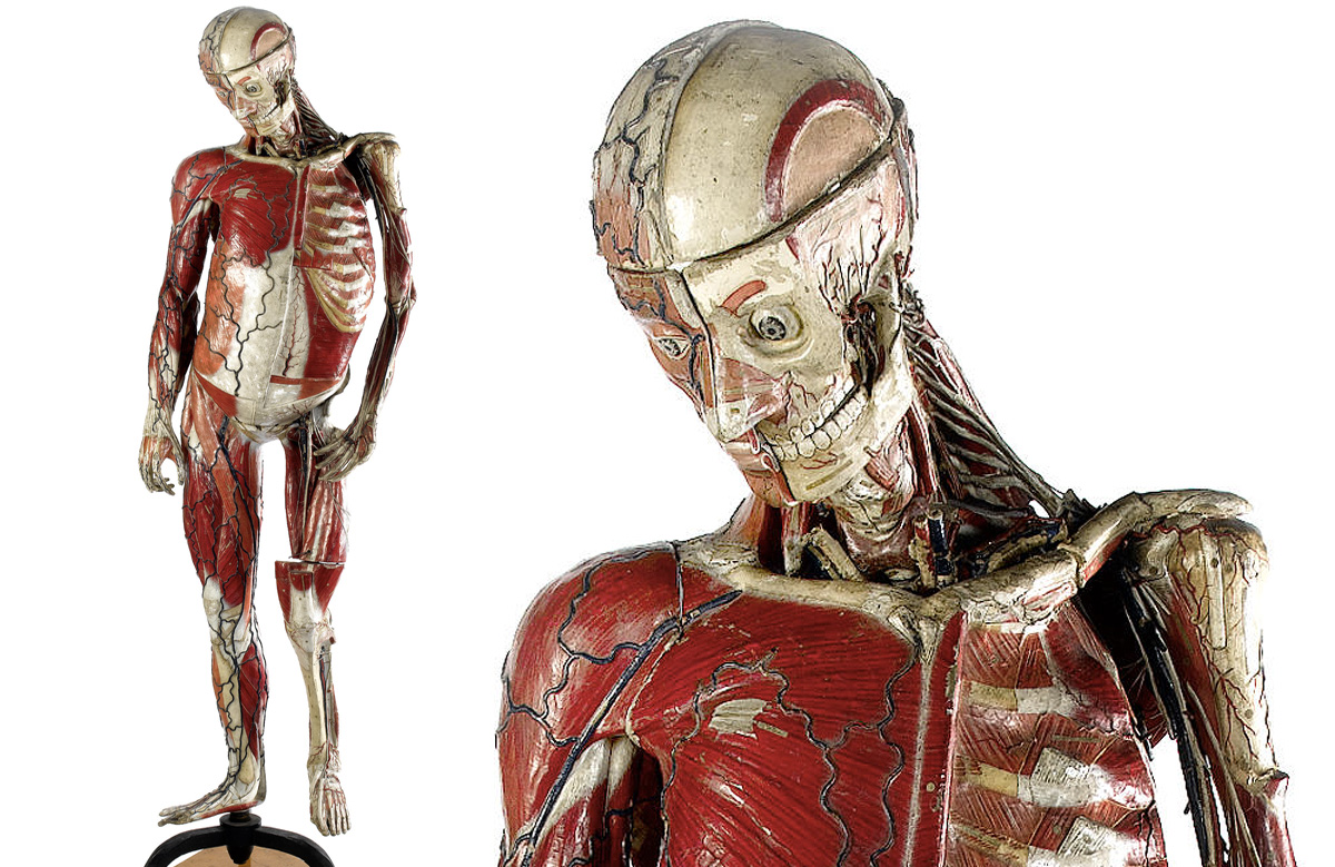 29 Anatomical Models That Will Haunt Your Dreams Tonight