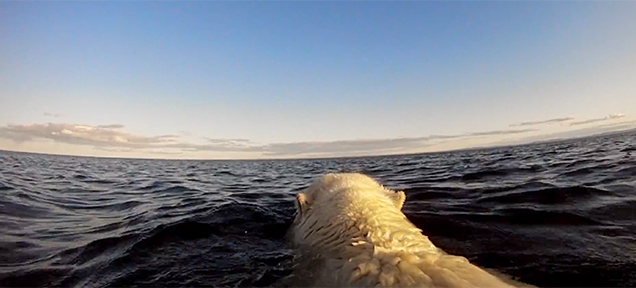 Watching Desperate Polar Bears Searching For Ice Is Truly Heartbreaking