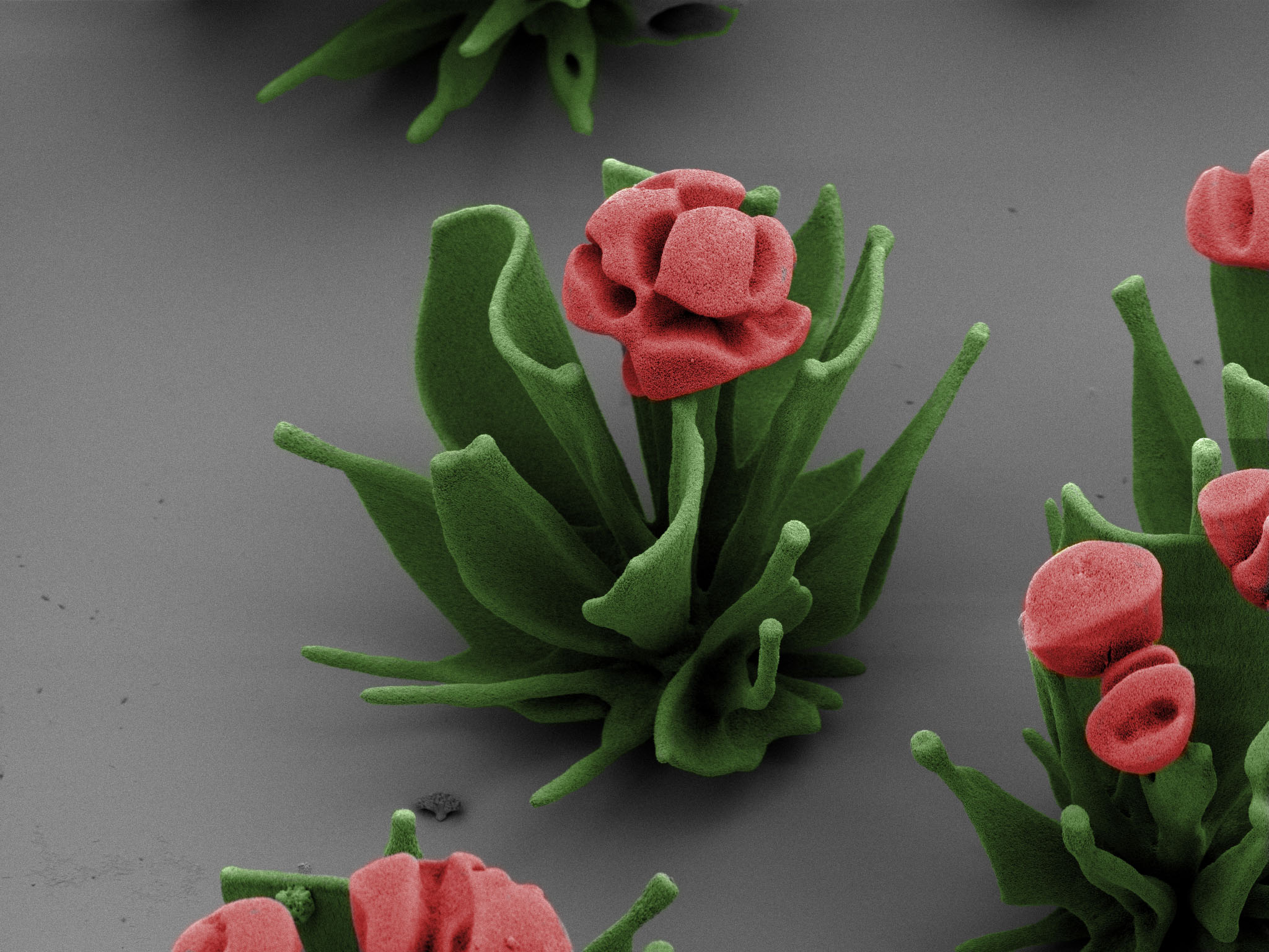 8 Tiny Sculptures You Can Only See With An Electron Microscope