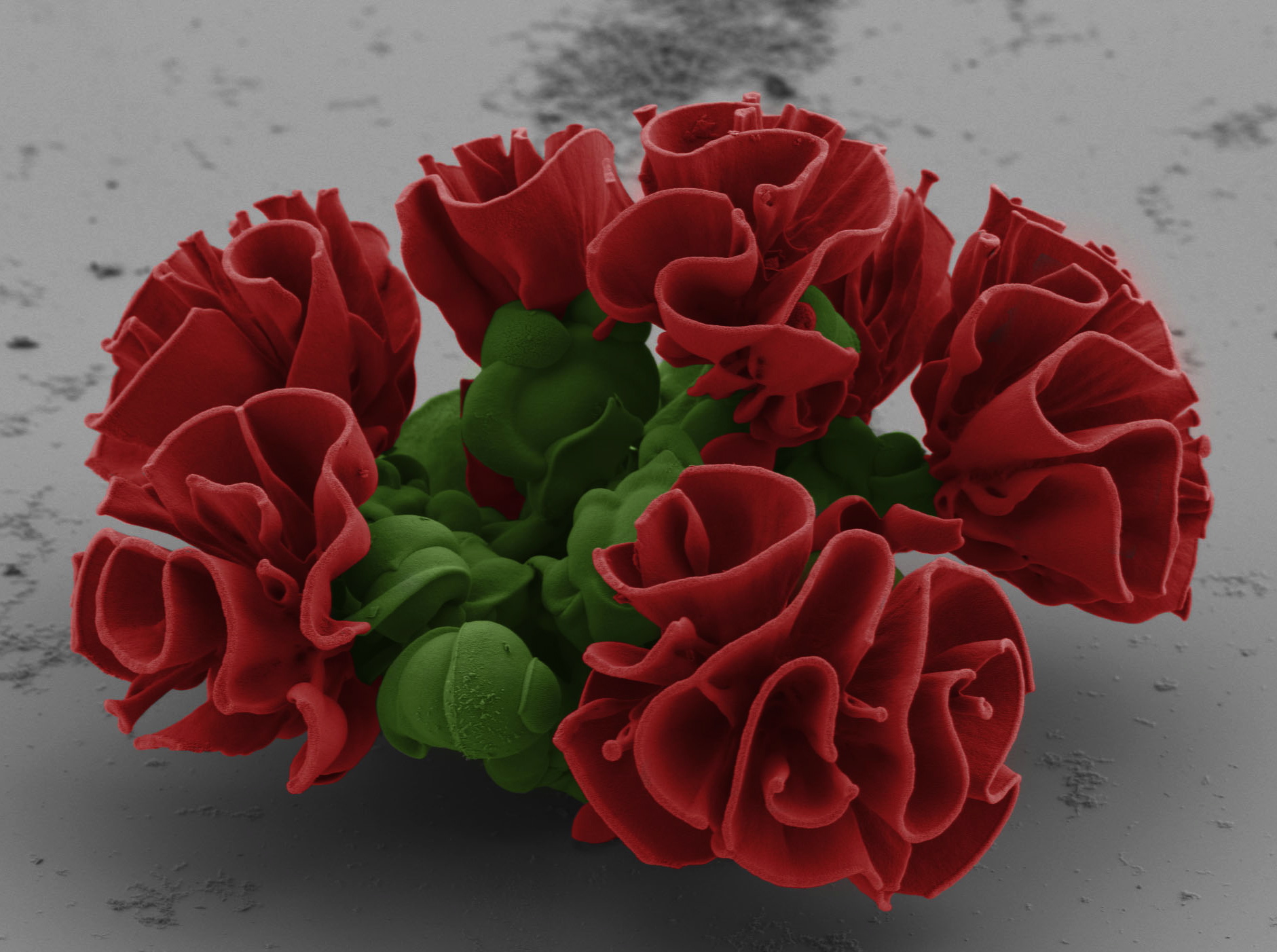 8 Tiny Sculptures You Can Only See With An Electron Microscope