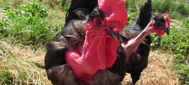There’s A Plan To Breed Bald Chickens That Can Survive Global Warming