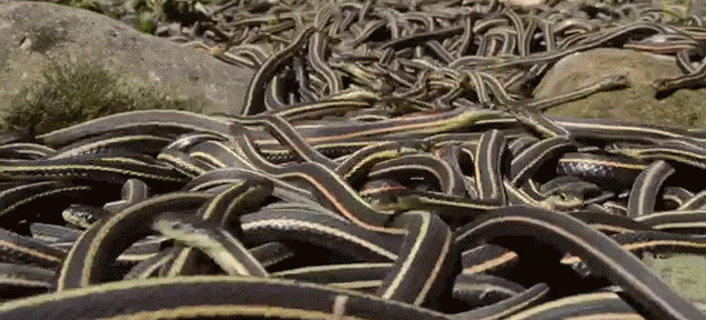 The World’s Largest Gathering Of Snakes Looks Like A Slithering Sea