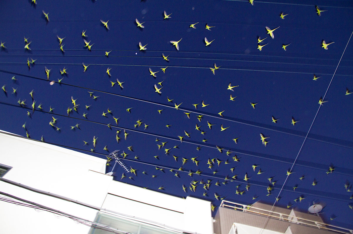 Feral Parrots Of Tokyo Are A Spooky Presence Flocking Above