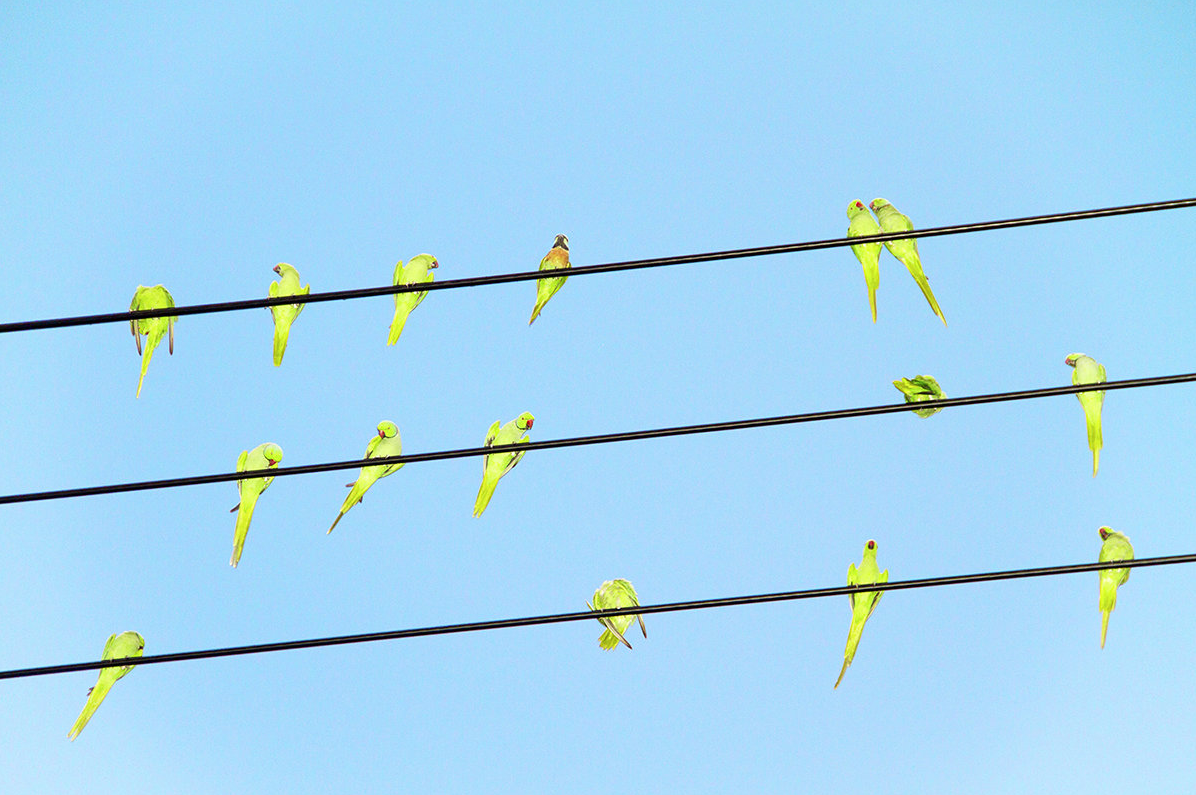 Feral Parrots Of Tokyo Are A Spooky Presence Flocking Above