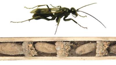 This Wasp Defends Its Home With The Cadavers Of Its Victims