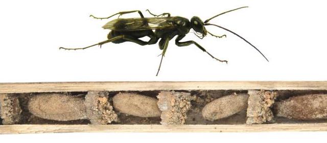 This Wasp Defends Its Home With The Cadavers Of Its Victims