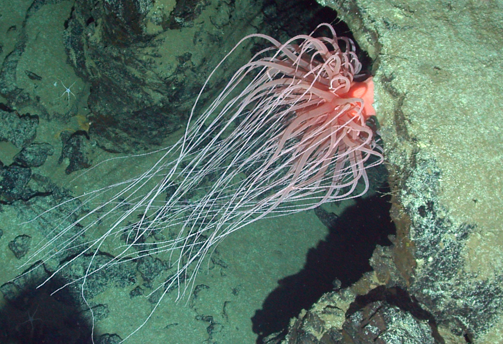 Check Out All The Alien Species Discovered By Deep Sea Vehicle Alvin