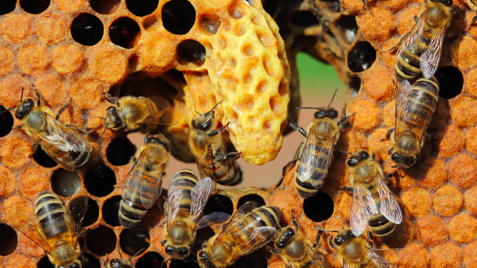 Are Cities Evolving Into Hive Organisms?