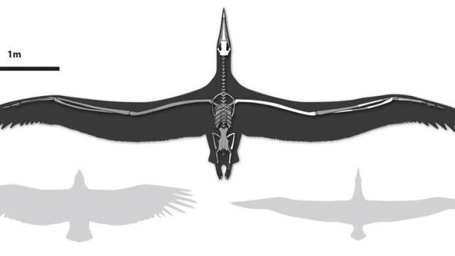 World’s Largest Flying Bird Was As Big As Some Aircraft