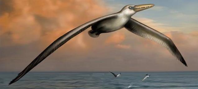 World’s Largest Flying Bird Was As Big As Some Aircraft