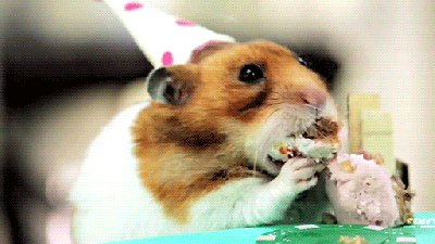 Tiny Hamsters Eat Tiny Cakes For An Adorable Tiny Birthday Party