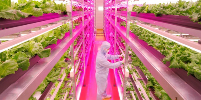 The World’s Largest LED Hydroponic Farm Used To Be A Sony Factory