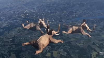 Skydiving Elephants And Other Animals Doing Crazy Stunts