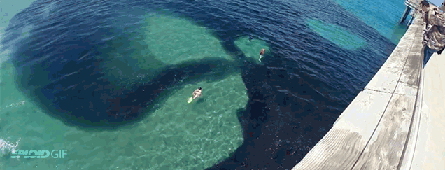Massive School Of Anchovies Looks Like A Hungry Giant Alien Oil Blob