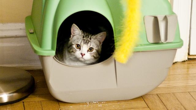 How A Cat Poop Parasite Could Help Scientists Beat Cancer