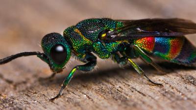 This Beautiful Rainbow Insect Is Actually A Wasp