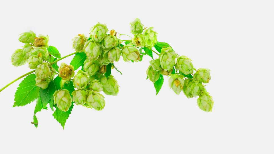 Happy Hour: How To Drink An IPA, One Hop Flavour At A Time