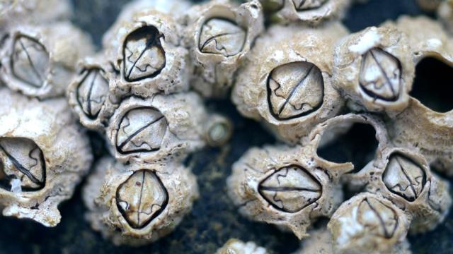 After 150 Years, Scientists Finally Know How Barnacle Glue Works