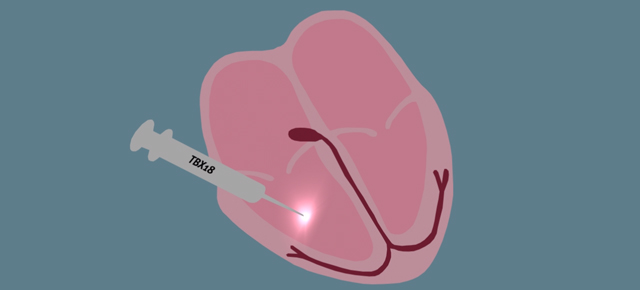 This Pacemaker Is Made By Injecting A Virus Right Into A Pig’s Heart