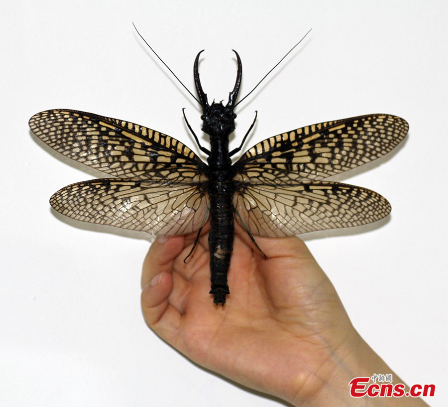 World’s Largest — And Most Gross — Aquatic Insect Discovered In China