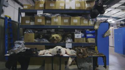This Warehouse Holds All Illegal Wildlife Goods Confiscated In The US