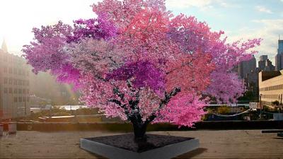 Amazing Trees Produce 40 Different Types Of Fruit
