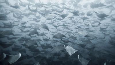 Impressive Photo Of Hundreds Of Flying Rays Is One Beautiful Nightmare
