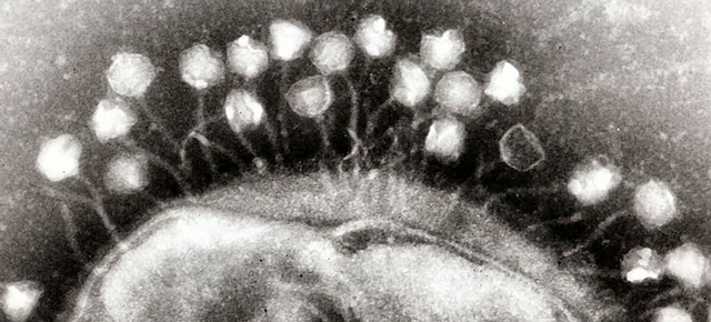 We Only Just Discovered This Super-Common Virus That’s Probably Inside Of You