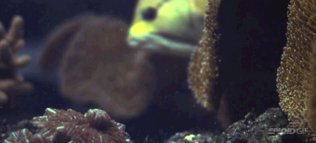 Slow-Motion Video Reveals How Fish Actually Eat