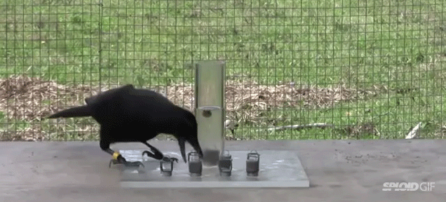 Clever Crow Knows Exactly How To Solve Different Puzzles To Get Food