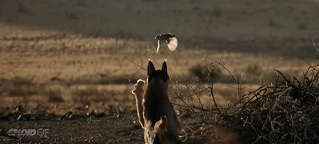 How A Desert Cat Uses Its Super Ears To Hunt Birds In Mid-flight