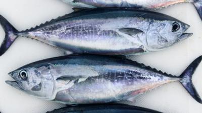 The Plan To Save Bluefin Tuna By Using Science To Farm It On Land