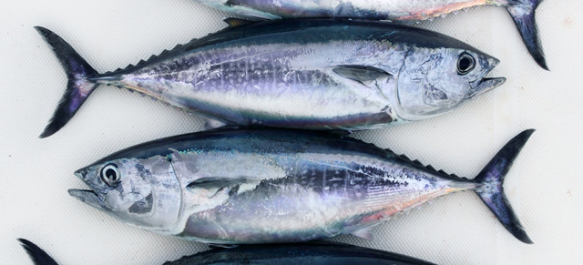 The Plan To Save Bluefin Tuna By Using Science To Farm It On Land