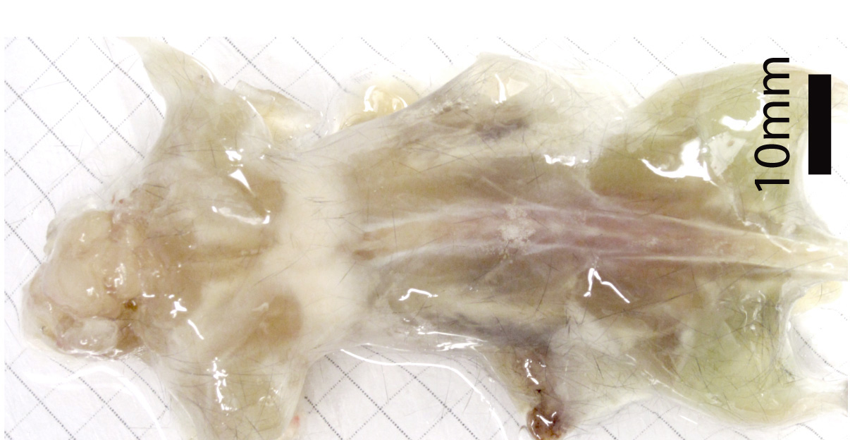 Scientists Made This Entire Mouse Transparent Using Detergent