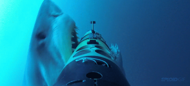 Great White Shark Attack Captured From Every Possible Angle