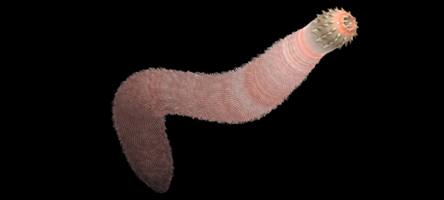 Ancient Worms May Have Saved Life On Earth 530 Million Years Ago