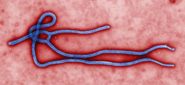 The Ebola Outbreak Is Now An ‘International Public Health Emergency’