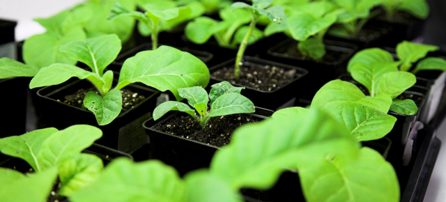 How The Experimental Ebola Serum Is Being Grown Inside Tobacco Plants