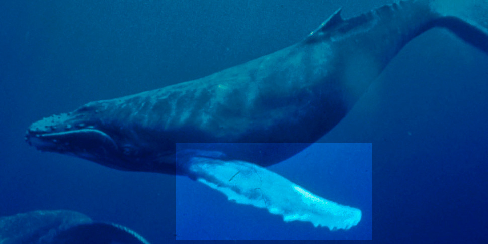 Speedo’s Crazy Nemesis Fins Borrow Their Design From Humpback Whales