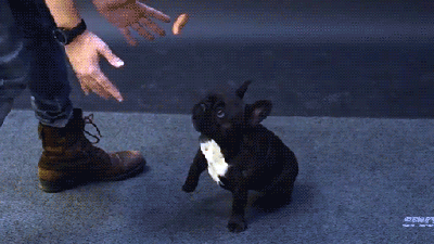 Magician Makes Dogs Freak Out With Flying Sausage Trick