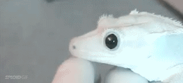 Watching Gecko’s Pupils Contract And Dilate Is Pretty Satisfying