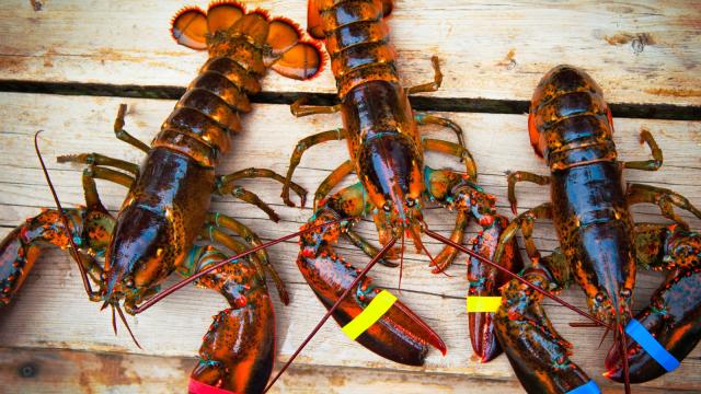 Lobsters Were Once Only Fed To Poor People And Prisoners