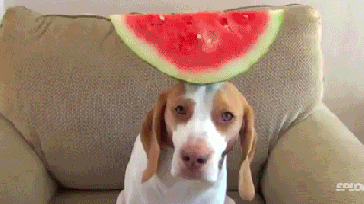 Adorable Dog Balances 100 Different Fruits And Vegetables On Its Head
