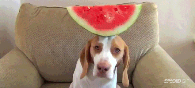 Adorable Dog Balances 100 Different Fruits And Vegetables On Its Head