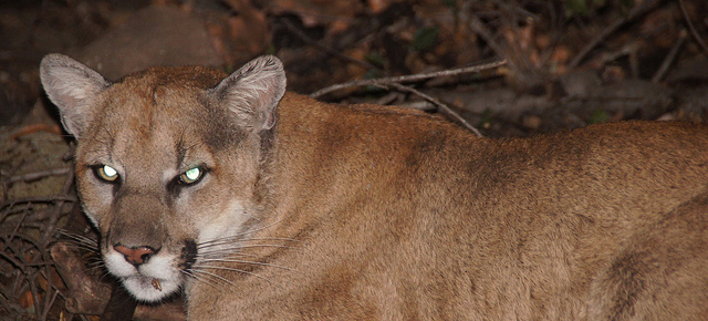 Highways Are Making These Mountain Lions Inbred And Aggressive