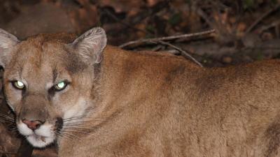 Highways Are Making These Mountain Lions Inbred And Aggressive